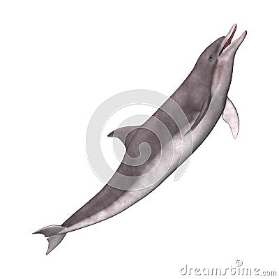 3D Rendering Dolphin on White Stock Photo