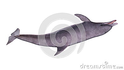 3D Rendering Dolphin on White Stock Photo