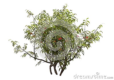 3D Rendering Elderberry Bush on White Stock Photo