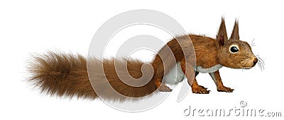 3D Rendering European Red Squirrel on White Stock Photo