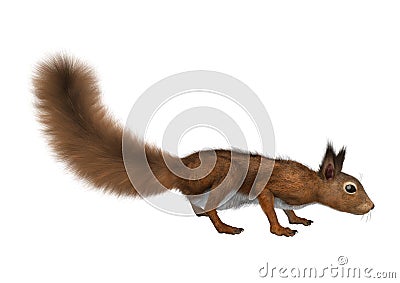 3D Rendering European Red Squirrel on White Stock Photo