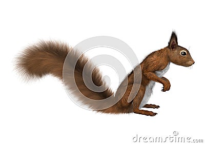 3D Rendering European Red Squirrel on White Stock Photo