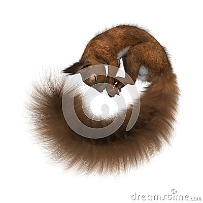 3D Rendering European Red Squirrel on White Stock Photo