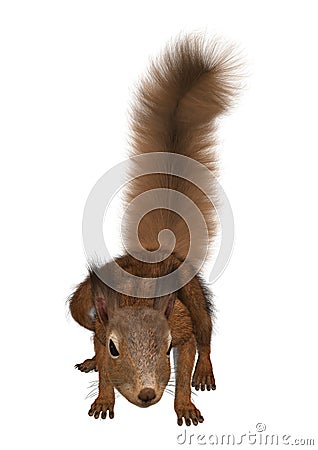 3D Rendering European Red Squirrel on White Stock Photo