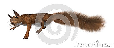 3D Rendering European Red Squirrel on White Stock Photo