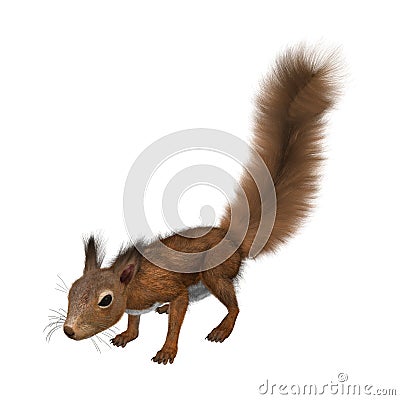 3D Rendering European Red Squirrel on White Stock Photo