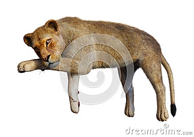 3D Rendering Female Lion on White Stock Photo