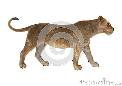 3D Rendering Female Lion on White Stock Photo