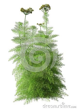 3D Rendering Fennel Plant on White Stock Photo
