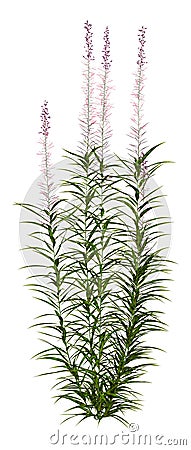 3D Rendering Fireweed Plant on White Stock Photo