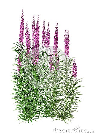 3D Rendering Fireweed Plants on White Stock Photo