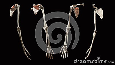 3d Rendering Full Upper Extremity Skeletal Anatomy Stock Photo