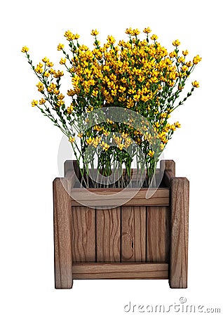 3D Rendering Genista Hispanica Flowers on White Stock Photo