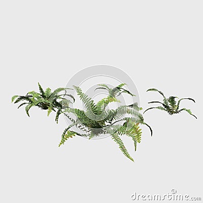 3D Rendering Giant Fern on White Bush of a green forest fern plant. Tropical leaves foliage plant bush on white background Stock Photo