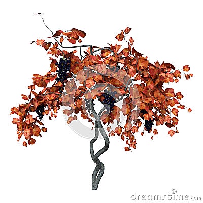 3D Rendering Grapevine on White Stock Photo