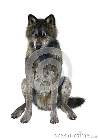 3D Rendering Gray Wolf on White Stock Photo