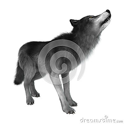 3D Rendering Gray Wolf on White Stock Photo