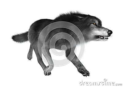 3D Rendering Gray Wolf on White Stock Photo