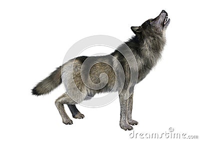 3D Rendering Gray Wolf on White Stock Photo