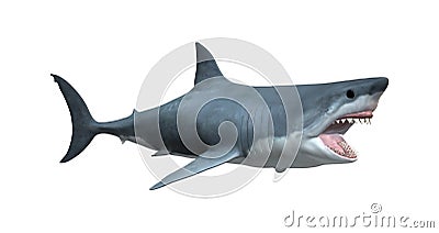 3D Rendering Great White Shark on White Stock Photo