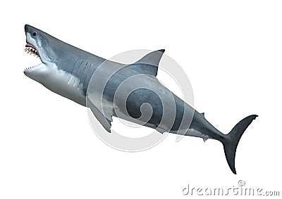 3D Rendering Great White Shark on White Stock Photo