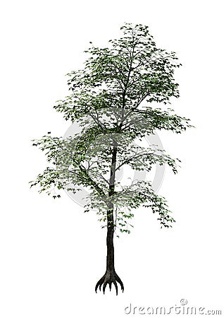 3D Rendering Japanese Maple Tree on White Stock Photo