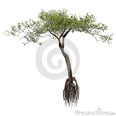 3D Rendering Mangrove Tree on White Stock Photo