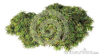 3D Rendering Green Moss on White Stock Photo