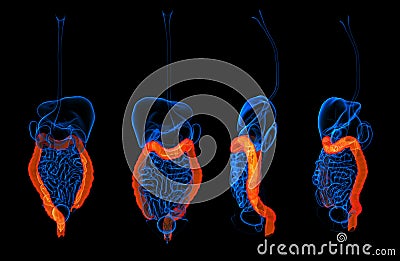 3d rendering human digestive system large intestine Stock Photo