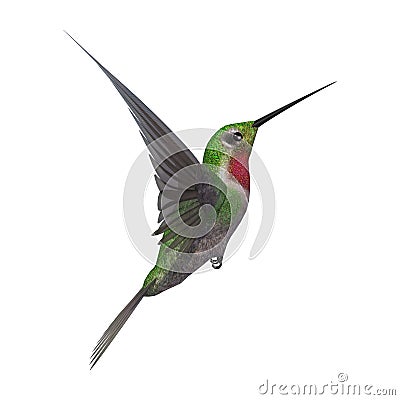 3D Rendering Humming Bird on White Stock Photo