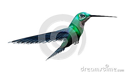 3D Rendering Humming Bird on White Stock Photo