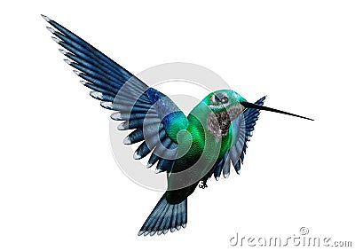 3D Rendering Humming Bird on White Stock Photo