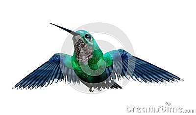 3D Rendering Humming Bird on White Stock Photo