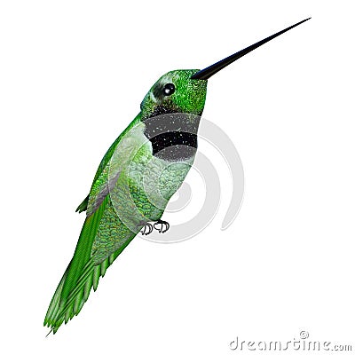 3D Rendering Hummingbird on White Stock Photo