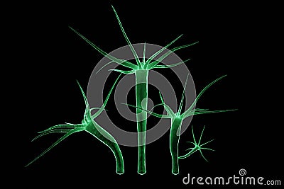 3D rendering Hydra is a genus of small fresh-water animals of the phylum Cnidaria and class Hydrozoa Cartoon Illustration