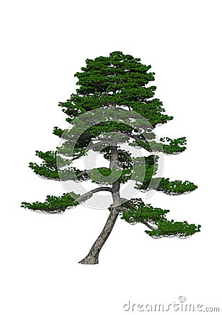 3D Rendering Japanese Pine Tree on White Stock Photo