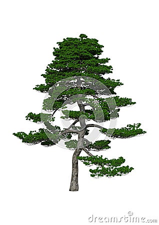 3D Rendering Japanese Pine Tree on White Stock Photo