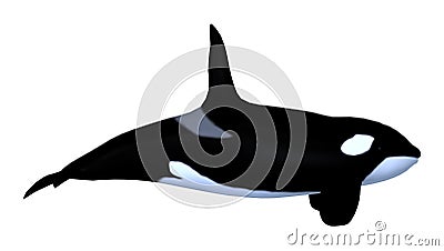 3D Rendering Killerwhale on White Stock Photo