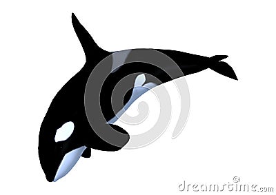 3D Rendering Killerwhale on White Stock Photo