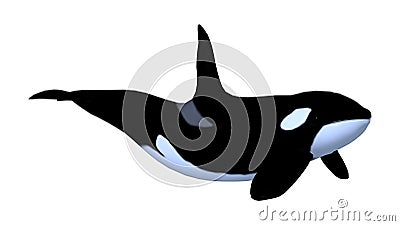 3D Rendering Killerwhale on White Stock Photo