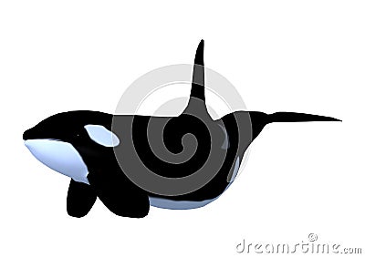 3D Rendering Killerwhale on White Stock Photo