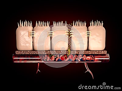 3d Rendering of leaky gut, in intestine with celiac disease and gluten sensitivity these tight junctions come apart. Stock Photo