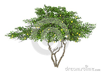 3D Rendering Lemon Fruit Tree on White Stock Photo