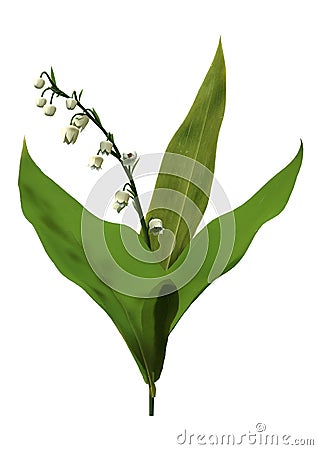 3D Rendering Lily of the Valley Flowers on White Stock Photo