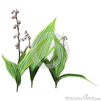 3D Rendering Lily of the Valley Flowers on White Stock Photo