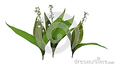 3D Rendering Lily of the Valley Flowers on White Stock Photo