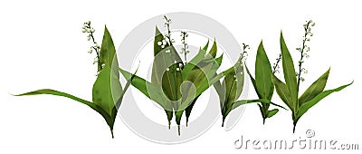 3D Rendering Lily of the Valley Flowers on White Stock Photo