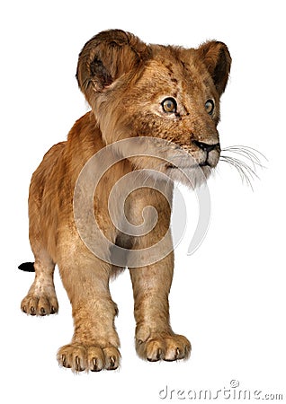 3D Rendering Lion Cub on White Stock Photo