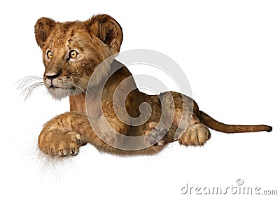 3D Rendering Lion Cub on White Stock Photo