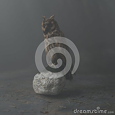 long eared owl sitting on stone Stock Photo